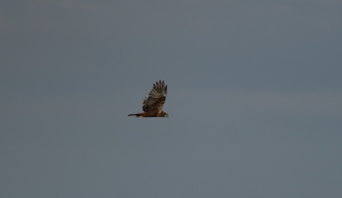 Western Marsh Harrier - Julian Ventres