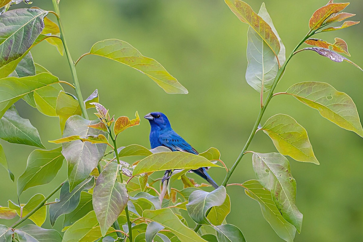 Indigo Bunting - ML619214890