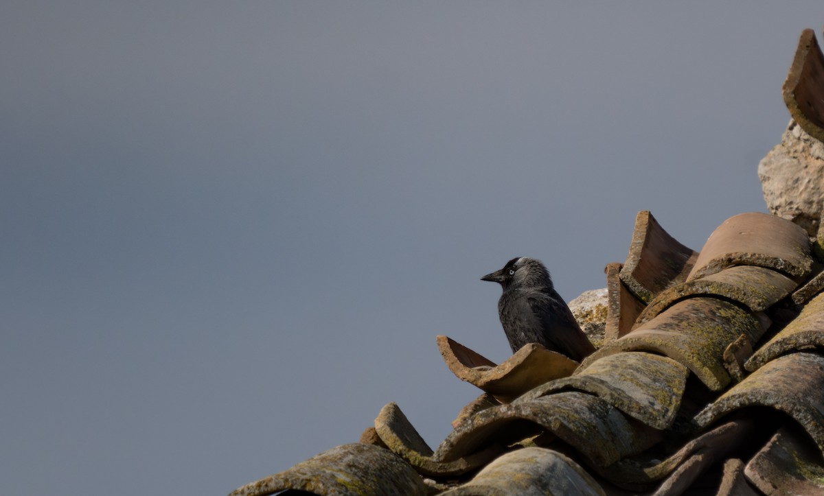 Eurasian Jackdaw - Julian Ventres