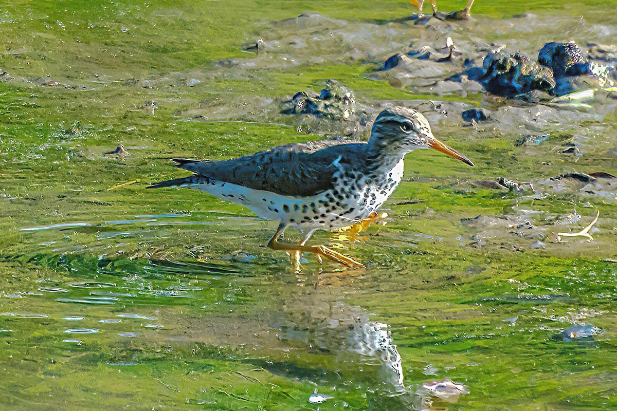 Spotted Sandpiper - Rebecca Higgins