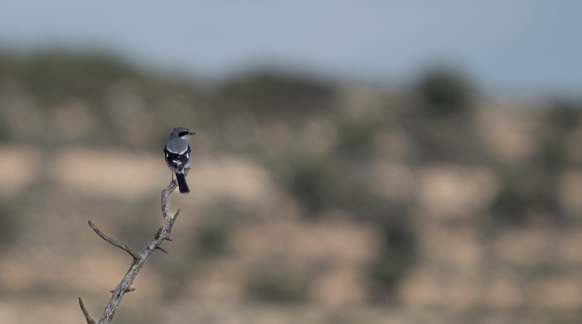 Iberian Gray Shrike - Julian Ventres