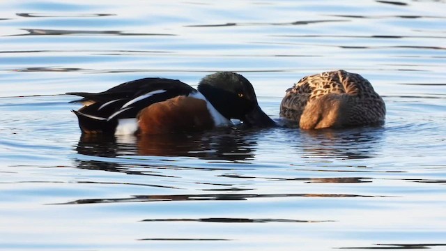 Northern Shoveler - ML619214922