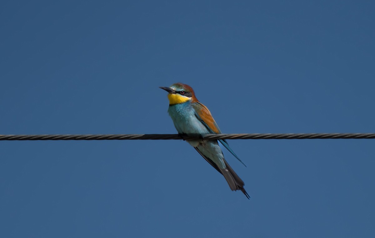 European Bee-eater - ML619214923