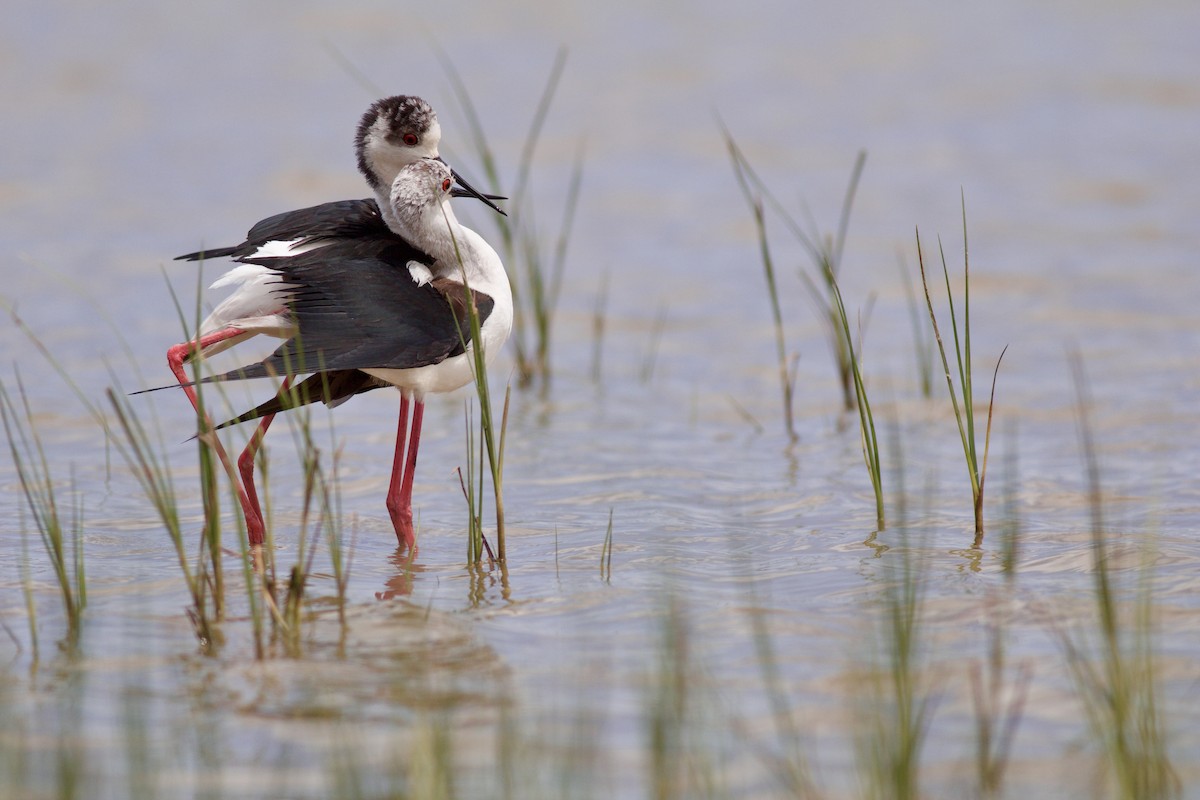 Black-winged Stilt - ML619214926