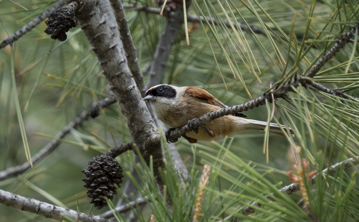 Eurasian Penduline-Tit - Julian Ventres