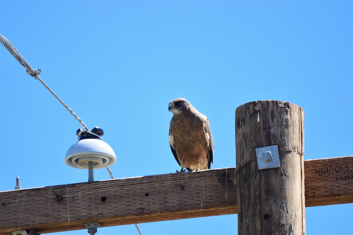 Swainson's Hawk - ML619214935