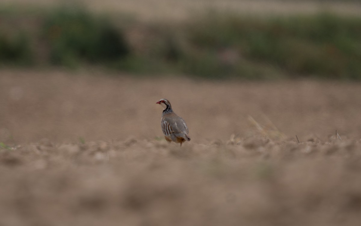 Red-legged Partridge - ML619214936