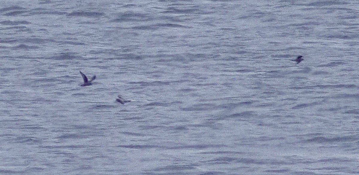 Fork-tailed Storm-Petrel - John Raymond