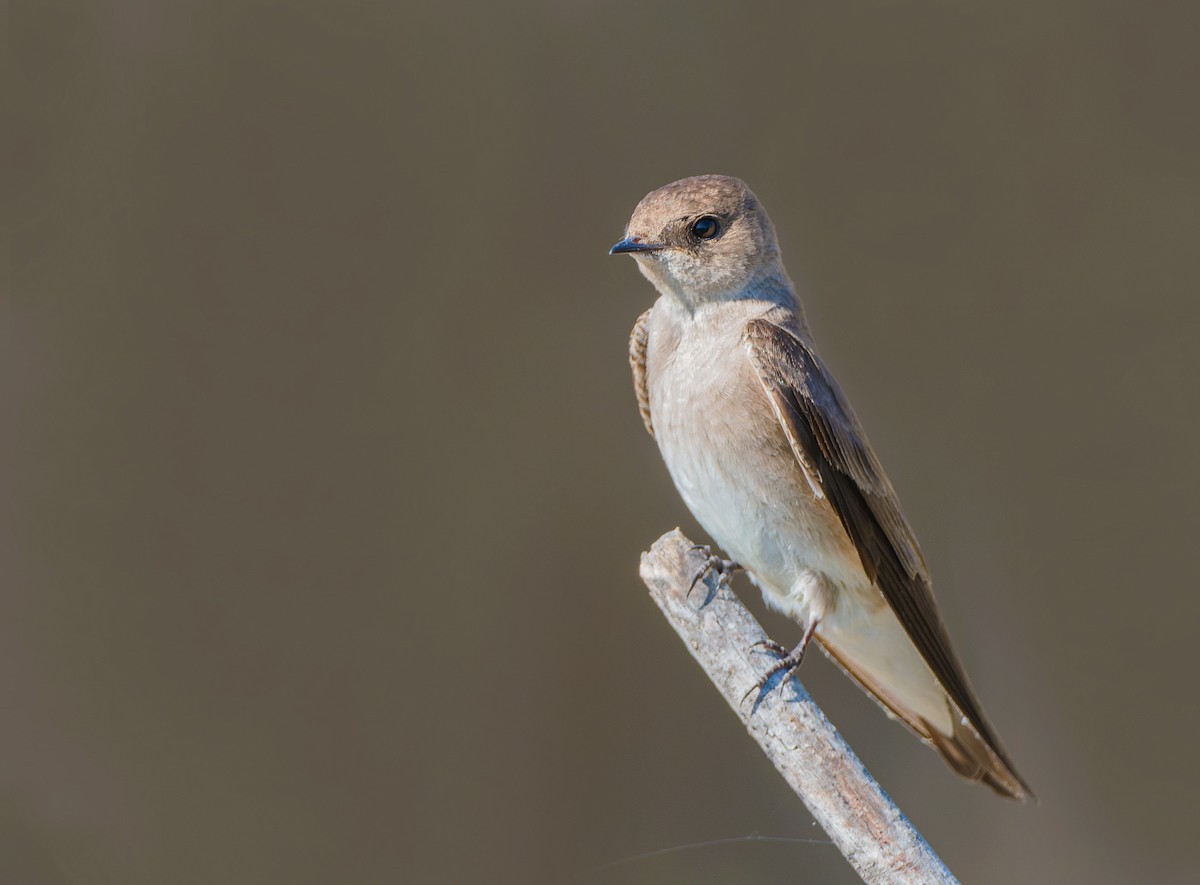 Northern Rough-winged Swallow - Nick Saunders