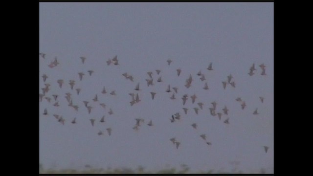 Flock Bronzewing - ML619214951