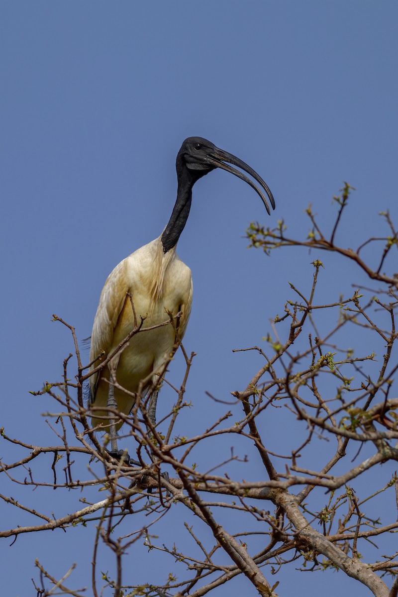 ibis černohlavý - ML619214977