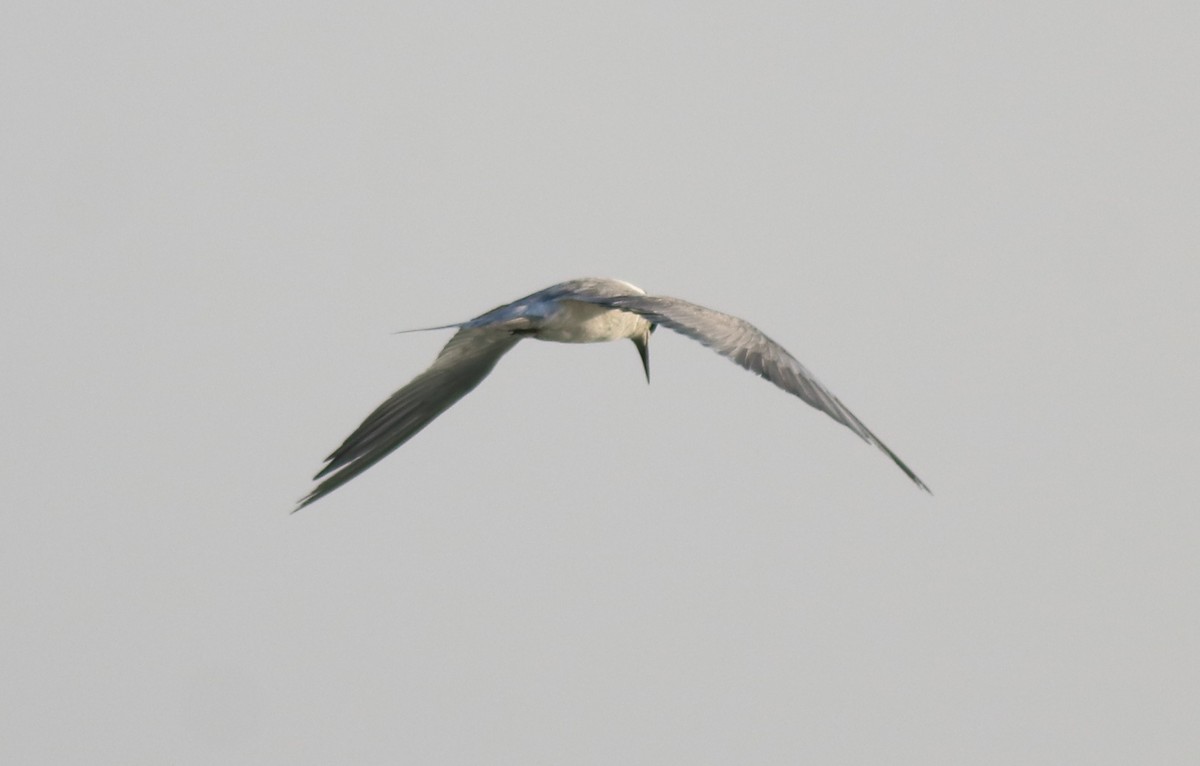 White-cheeked Tern - Afsar Nayakkan