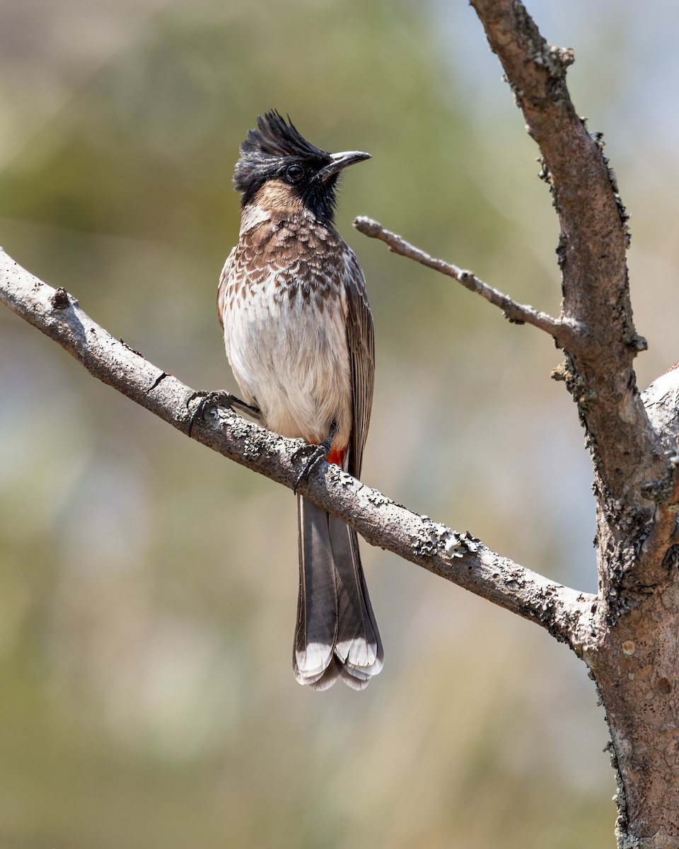 Bulbul à ventre rouge - ML619215001