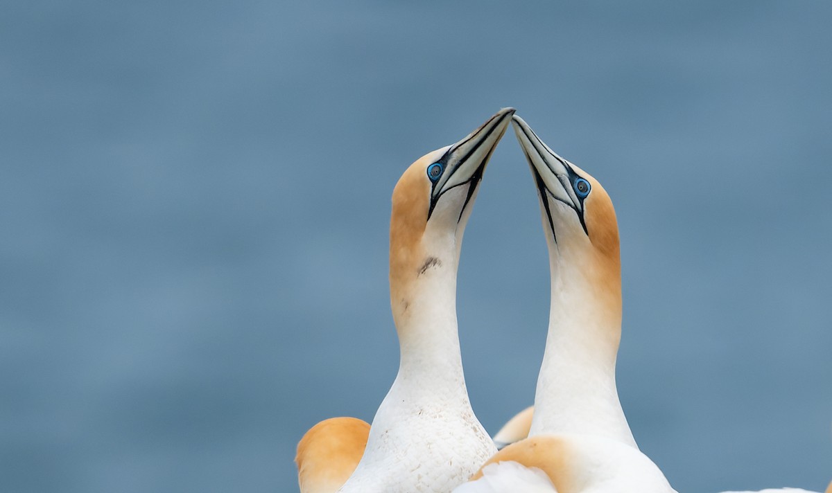 Australasian Gannet - Rob Clay