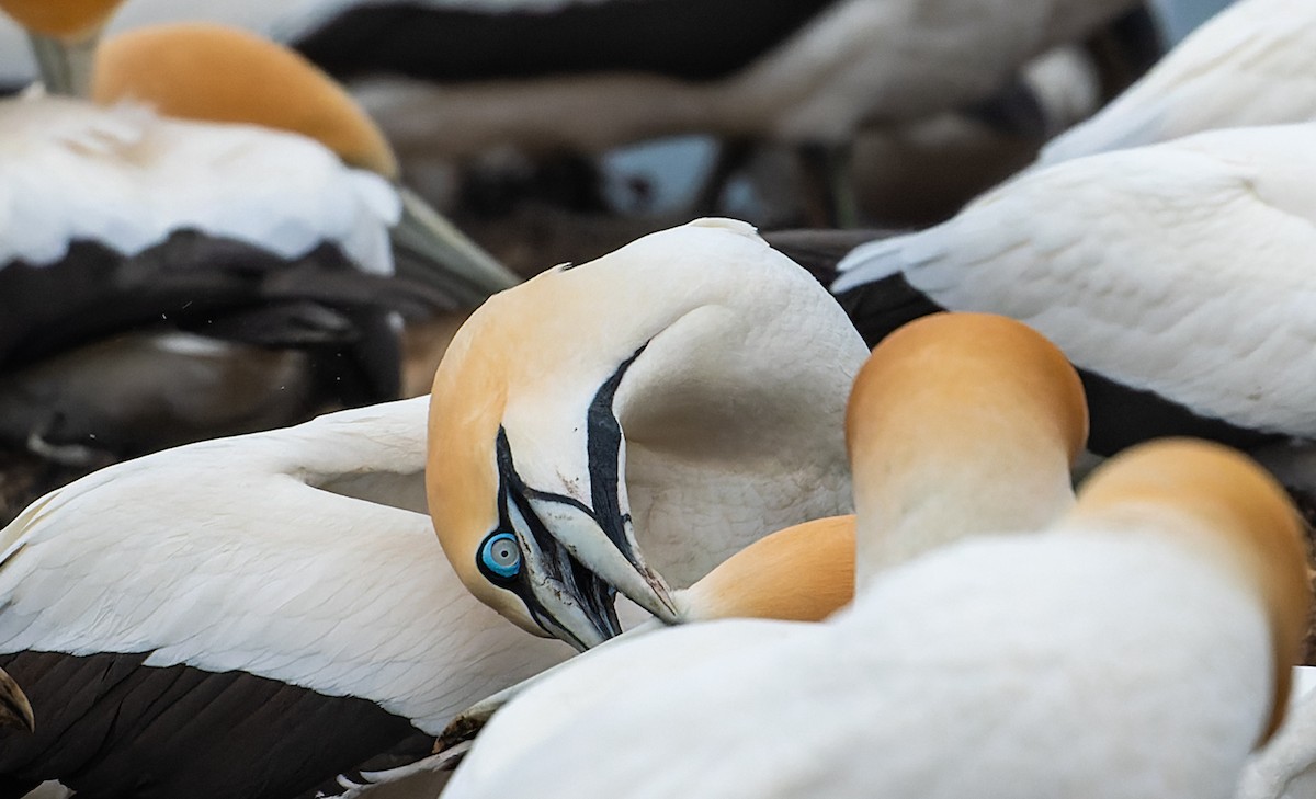 Cape Gannet - ML619215032