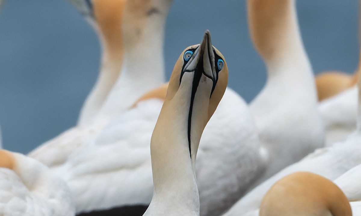 Cape Gannet - ML619215033