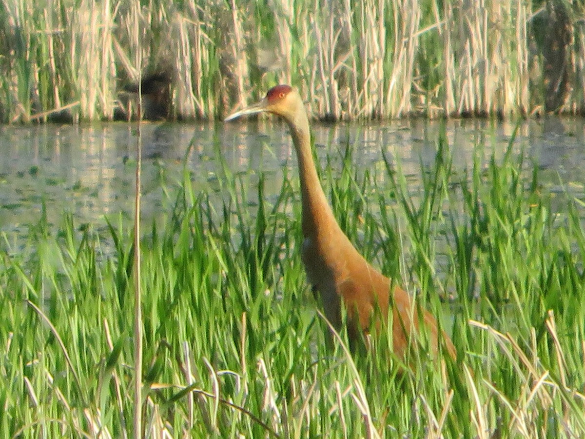 Sandhill Crane - ML619215036