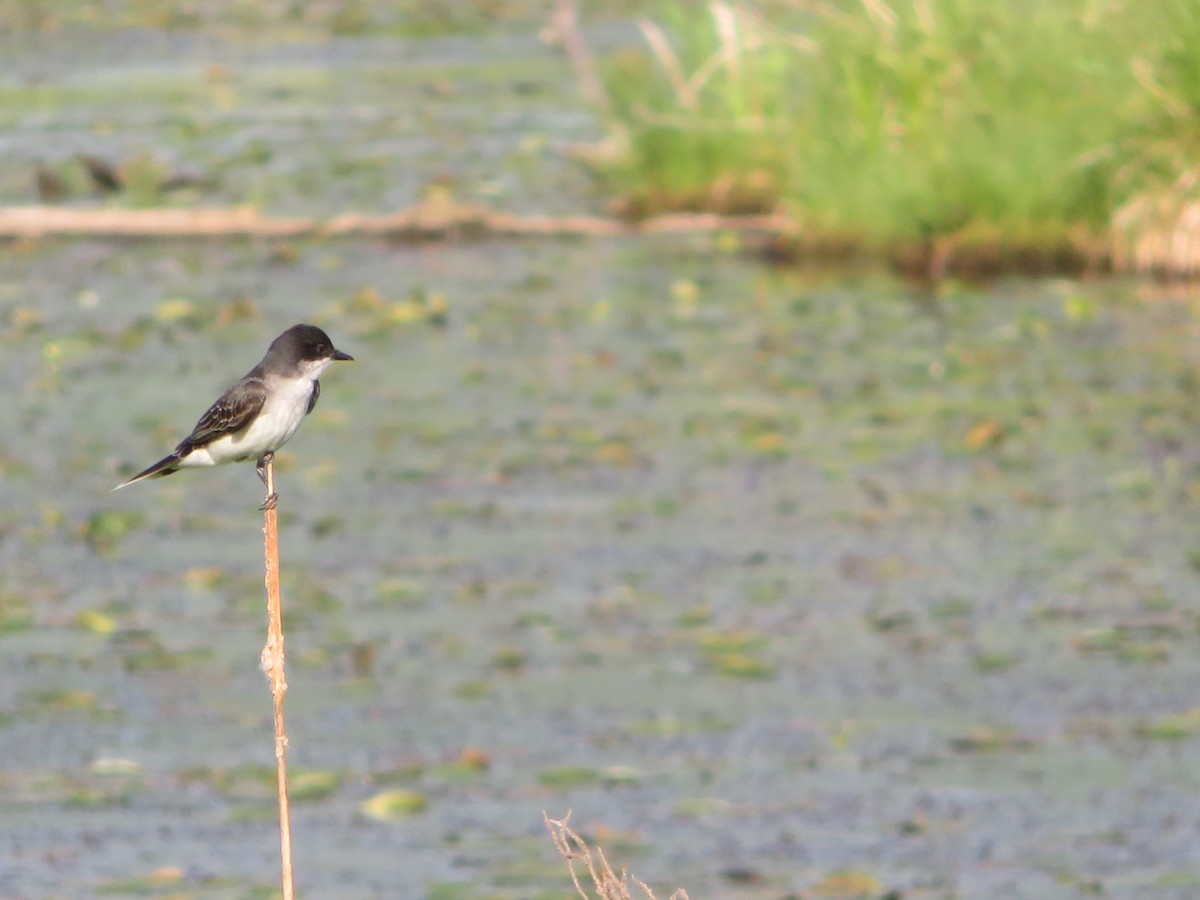 Eastern Kingbird - ML619215046