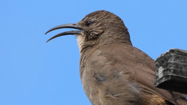 California Thrasher - ML619215047