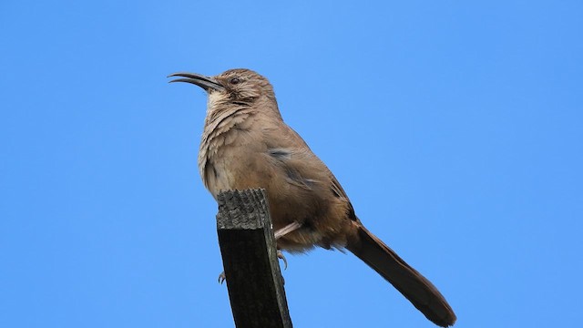 California Thrasher - ML619215052