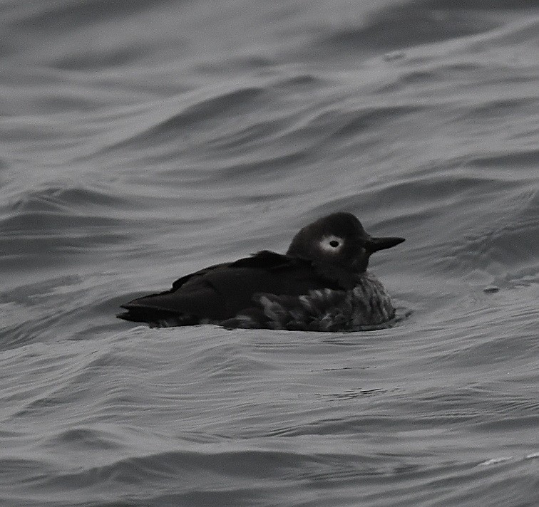 Spectacled Guillemot - Emilie Strauss