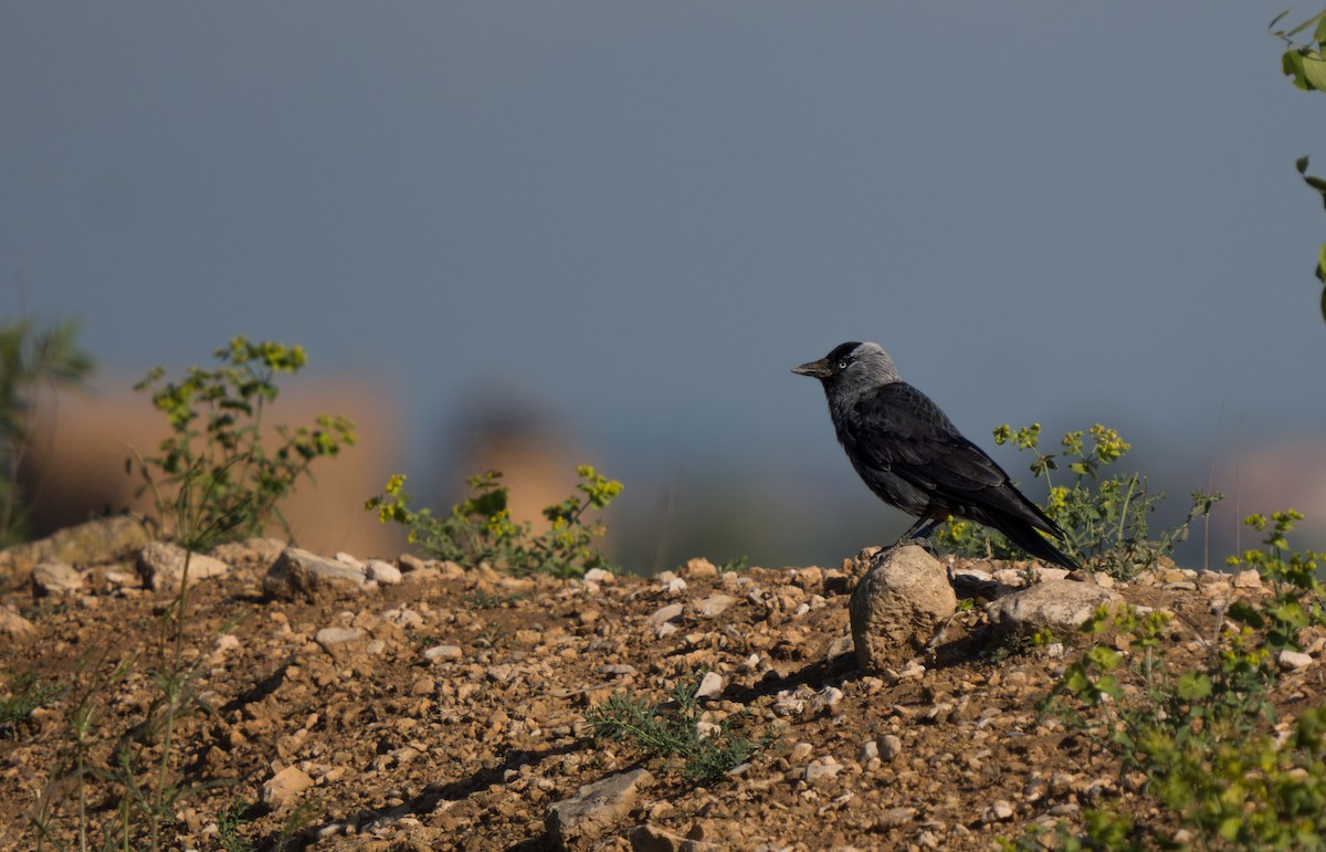 Eurasian Jackdaw - Julian Ventres