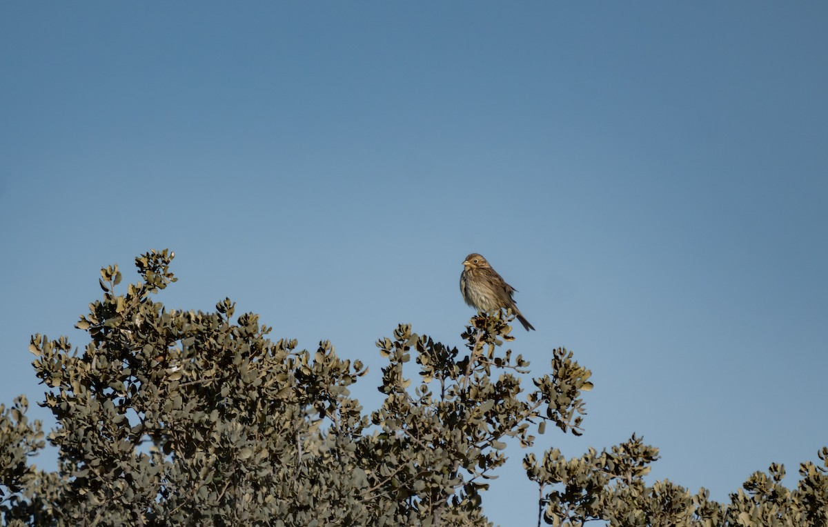 Corn Bunting - Julian Ventres