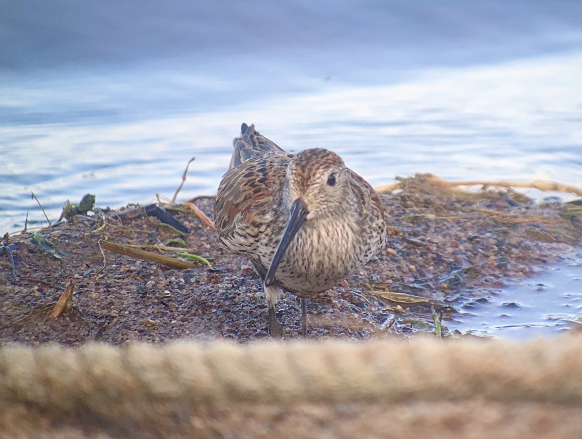 Dunlin - Peter Nichols