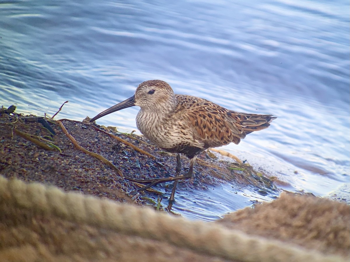 Dunlin - Peter Nichols