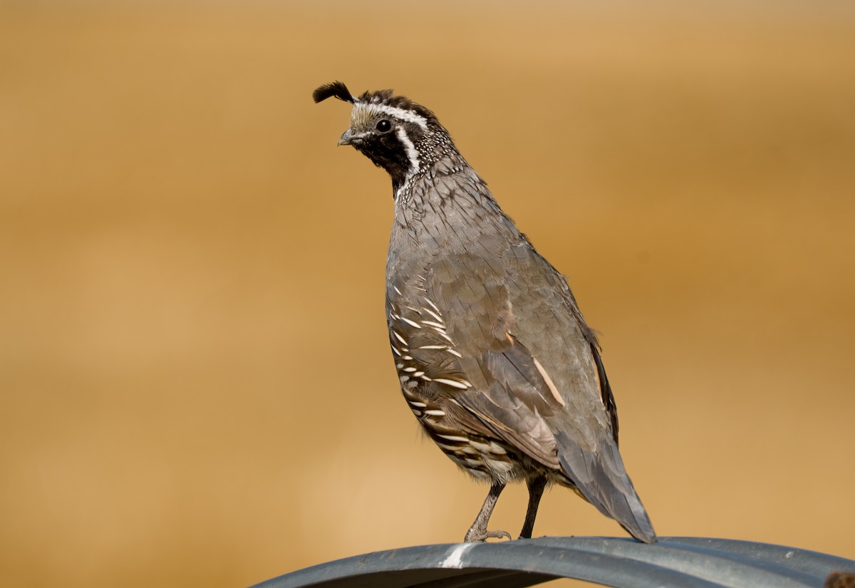 California Quail - ML619215074