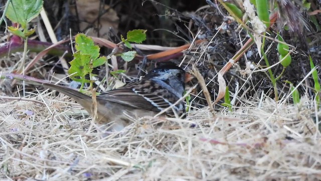 Harris's Sparrow - ML619215075