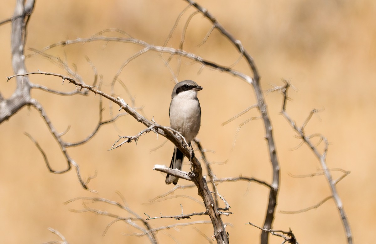 Loggerhead Shrike - Jake Bonello