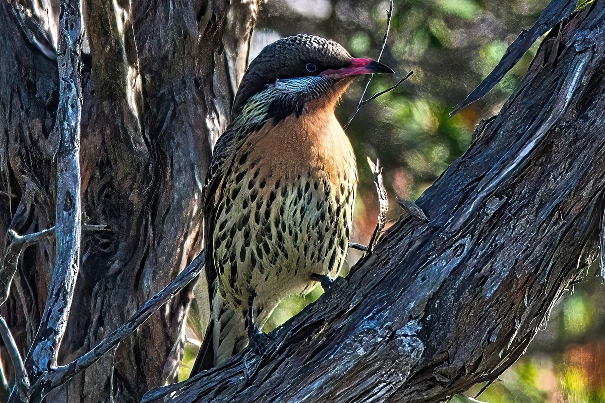 Spiny-cheeked Honeyeater - Alfons  Lawen