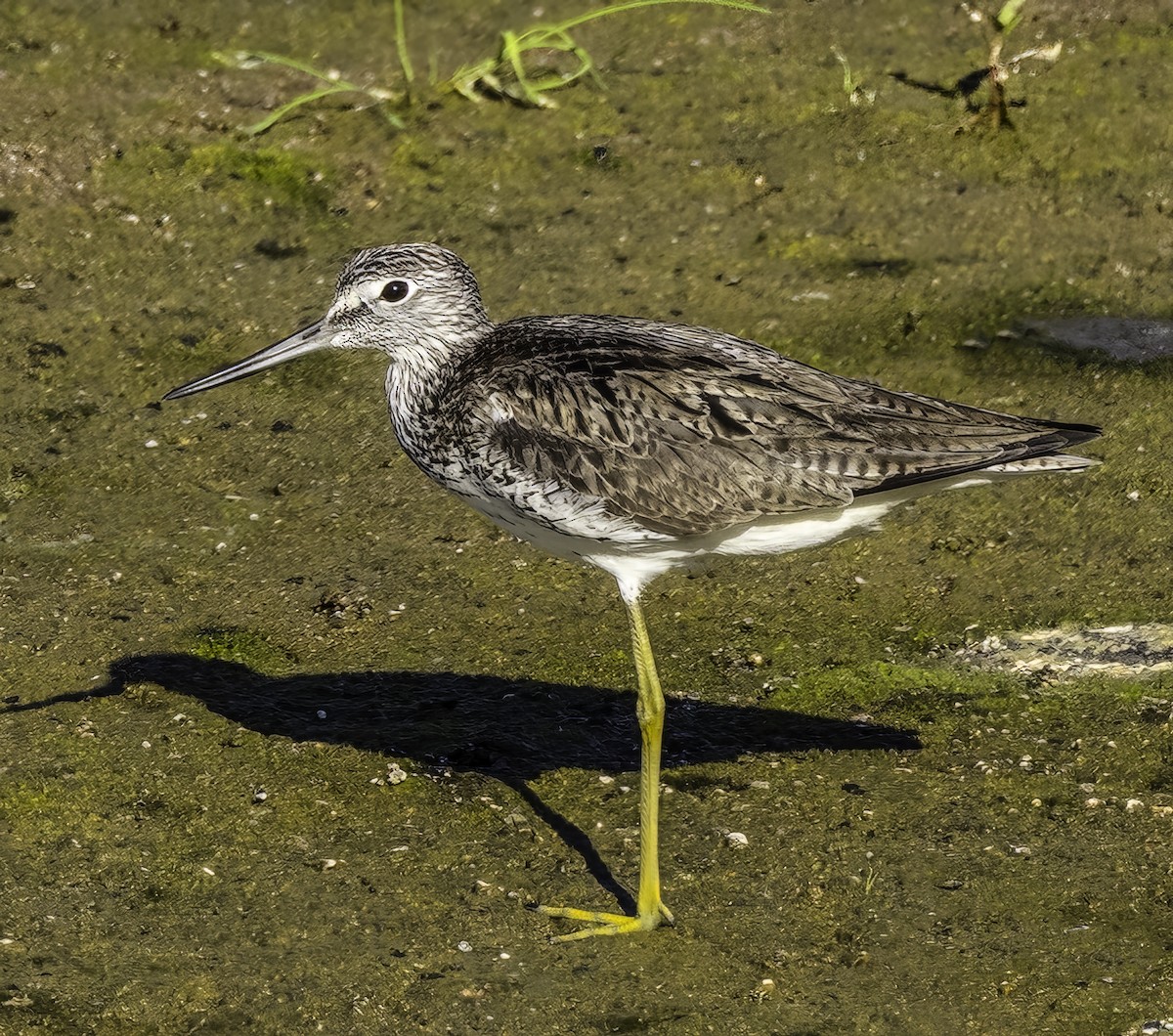 Common Greenshank - Julie Morgan