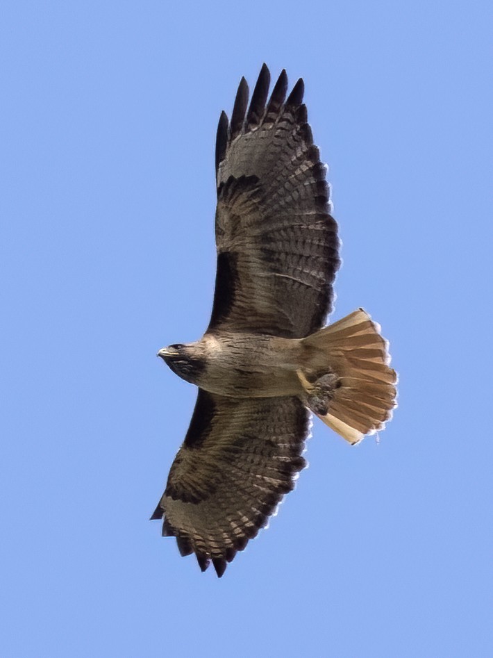 Red-tailed Hawk - Robert Hamilton