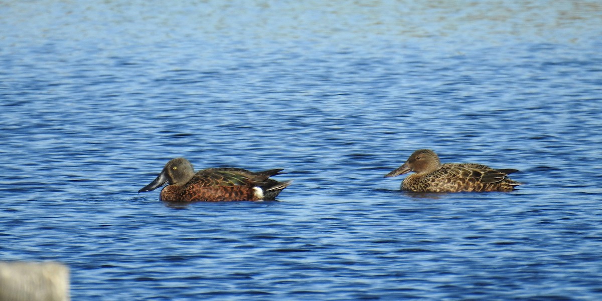 Australasian Shoveler - Trevor Ross