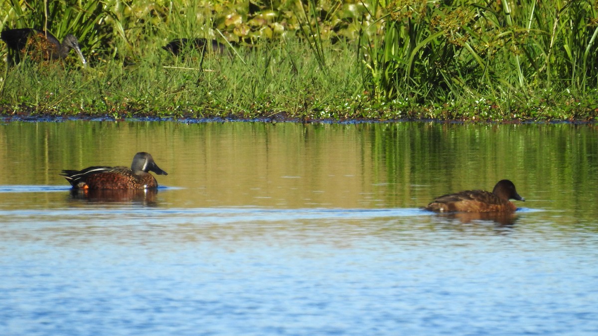 Australasian Shoveler - Trevor Ross