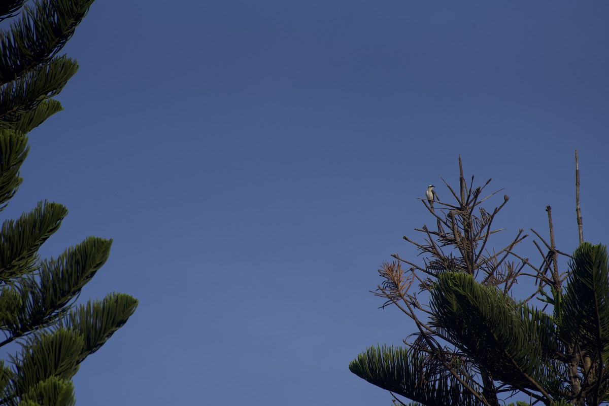 Light-vented Bulbul - Evan Lee