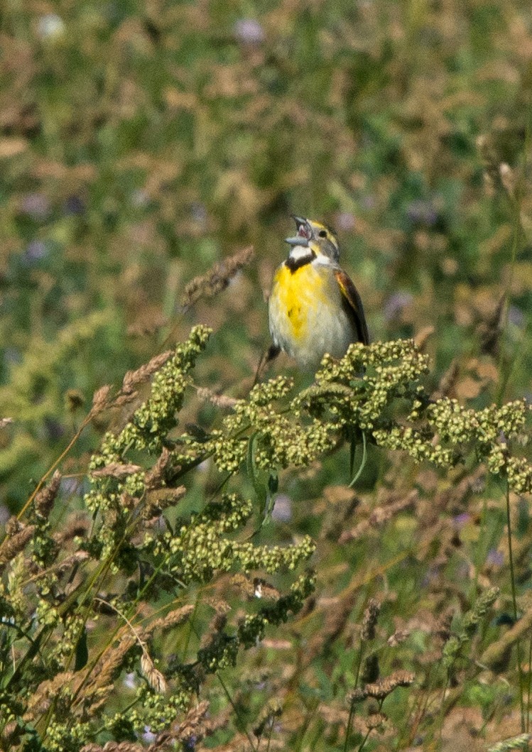 Dickcissel - Willie D'Anna