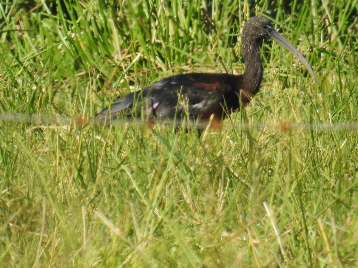 Glossy Ibis - Trevor Ross