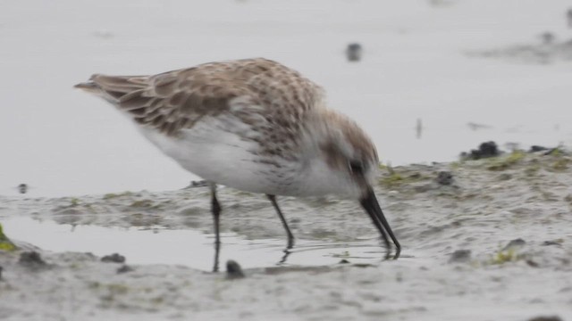 Bergstrandläufer - ML619215127