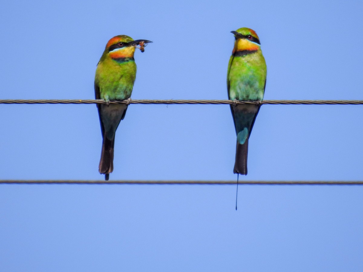 Rainbow Bee-eater - Trevor Ross