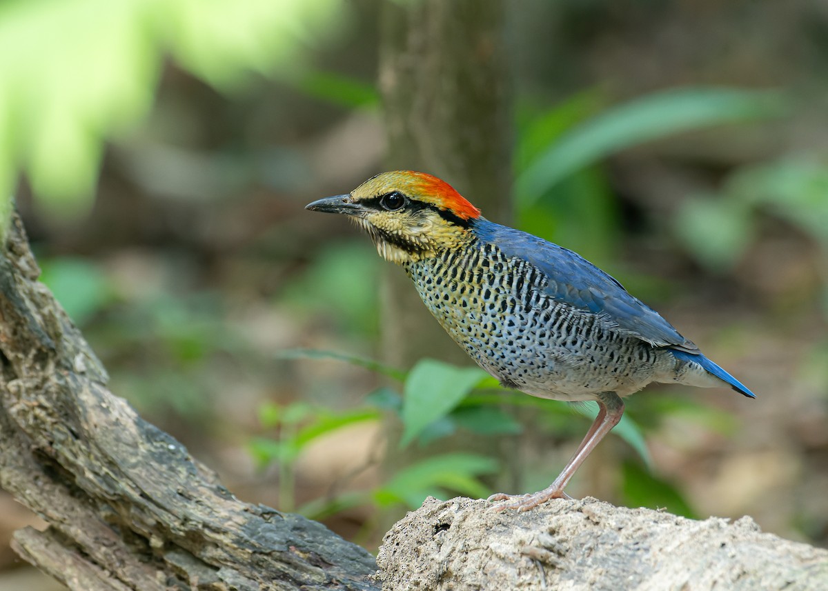 Blue Pitta - Sakkarin Sansuk