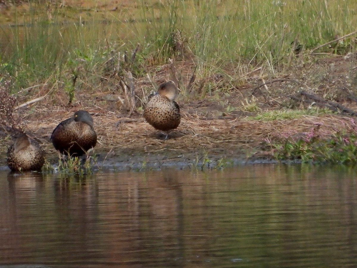 Chestnut Teal - Joanne Thompson