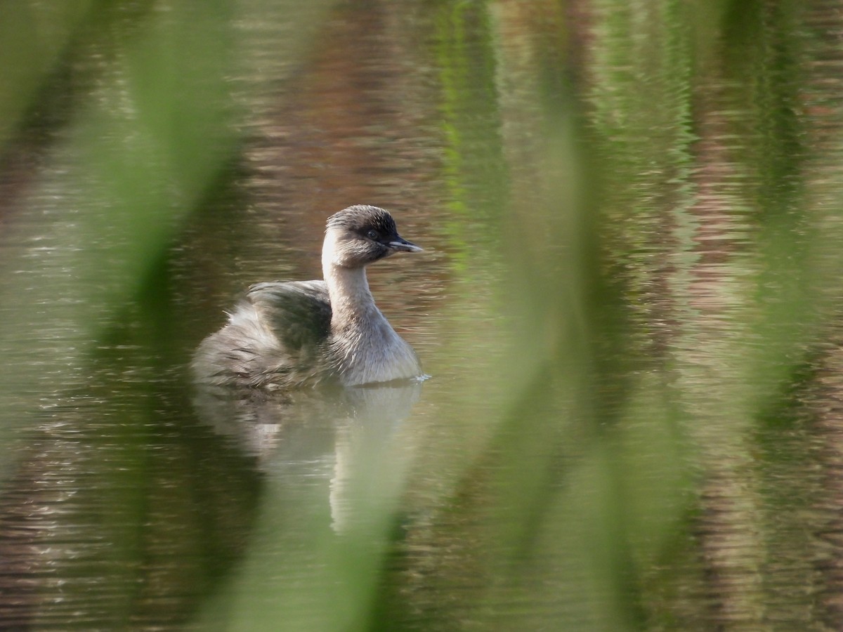 Hoary-headed Grebe - Joanne Thompson