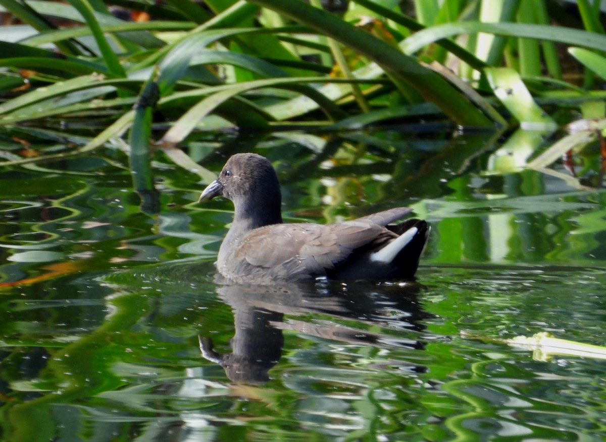 Dusky Moorhen - Joanne Thompson