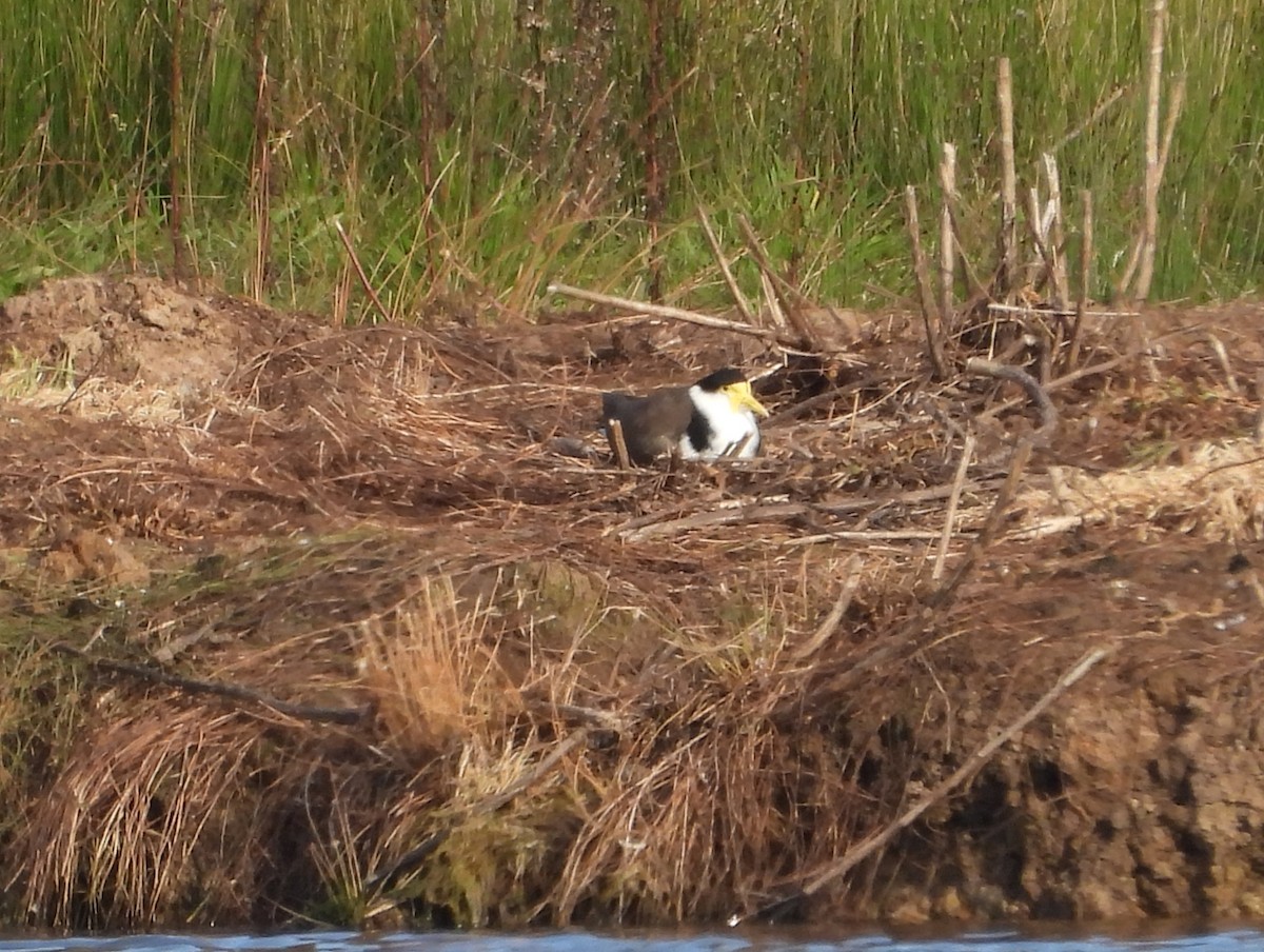 Masked Lapwing - Joanne Thompson