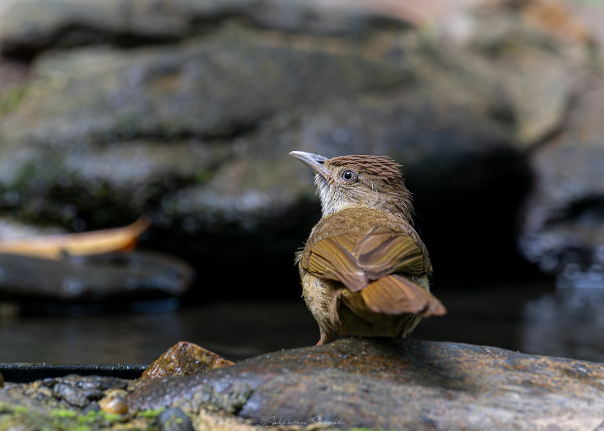 Gray-eyed Bulbul - Sakkarin Sansuk