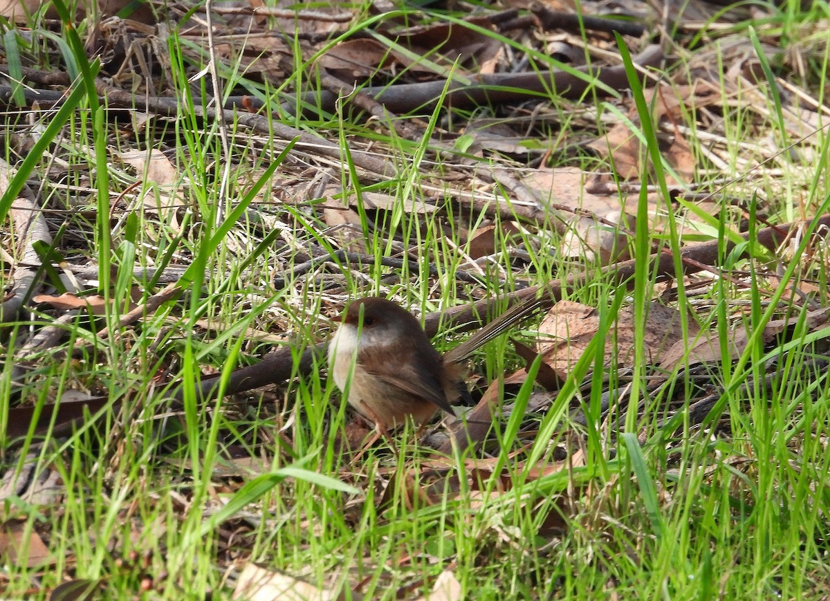 Superb Fairywren - Joanne Thompson