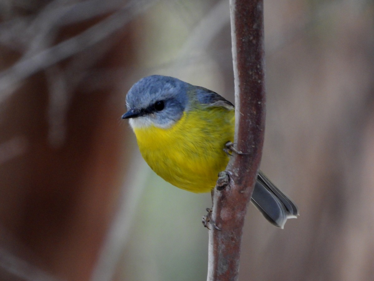 Eastern Yellow Robin - ML619215162